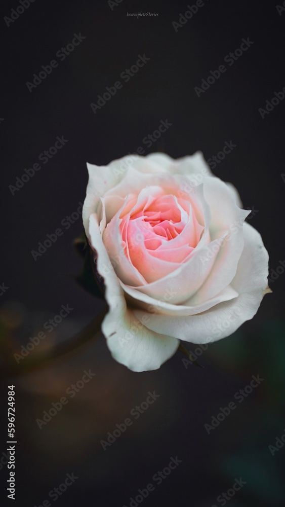 Fototapeta premium Rose