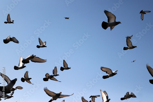 A flock of pieons captured in flight © Kybele