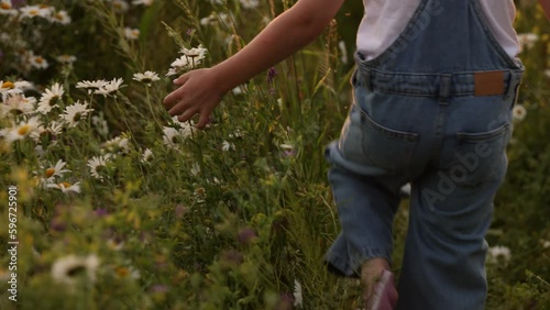 A child girl walks along the summer field gently touching the tops of daisy flowers. The girl is walking through the flower meadow. The concept of summer or vacation at grandma's on vacation.
