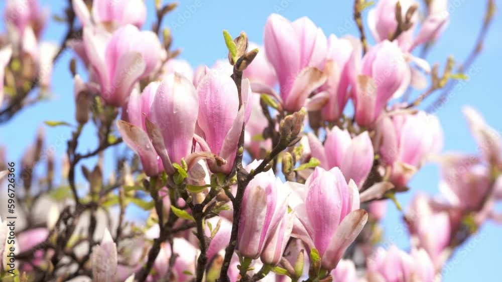white and pink magnolia flowers on the branch on a warm spring sunny day white and pink magnolia flowers on the branch on a warm spring sunny day