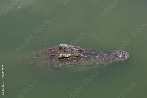 The crocodile swimming on the river near canal