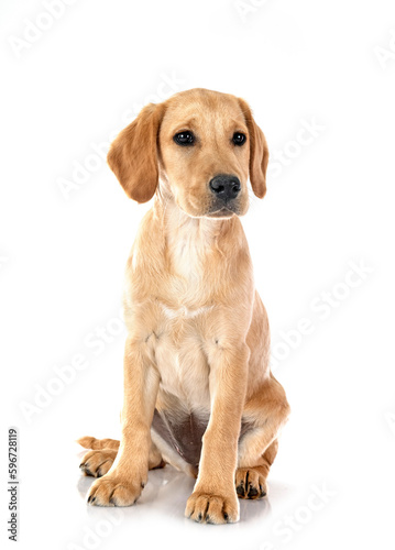 puppy labrado retriever