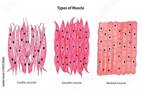 Types of muscle photo