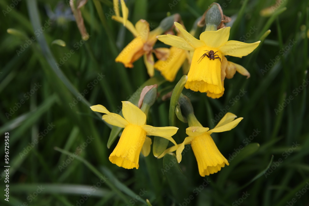 Photo of several yellow daffodils in close-up Photo of several yellow daffodils in close-up