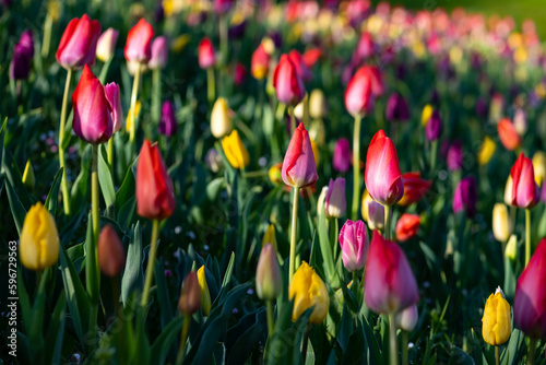 Bed of colorful tulip flowers in red, purple, yellow and pink with selective focus and blurred background. Sun lit public garden park in Iserlohn Sauerland Germany on cold frosty April morning.