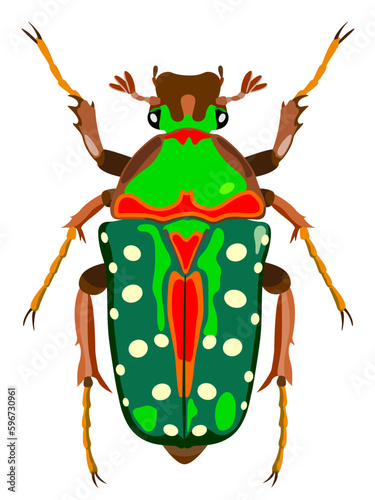 Bronze beetle isolated on a white background.