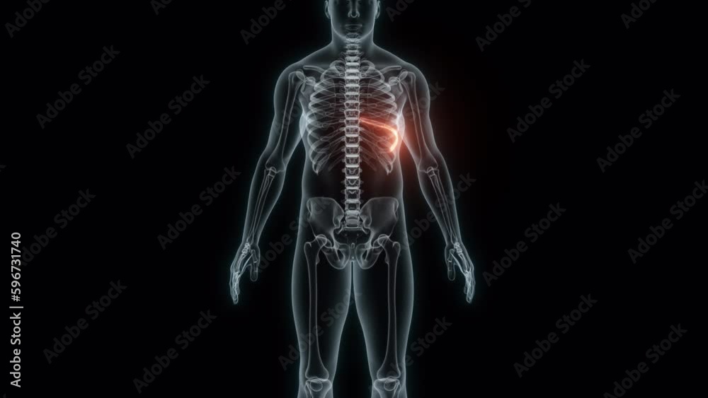 3D rendering of a medical animation of a rib. X-ray of a human rib. 3D rendering of a medical animation of a rib. X-ray of a human rib.