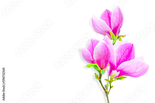 Magnolia Branch with Blooms on White Background