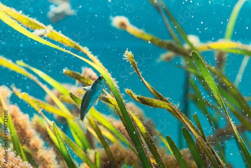 アマモに付着した藻類を食べるボラの稚魚 photo