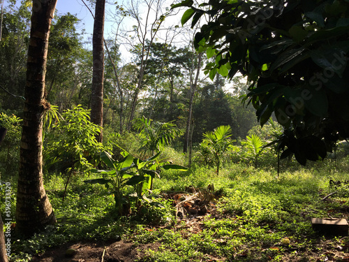 Banana trees in a plantation area in the countryside