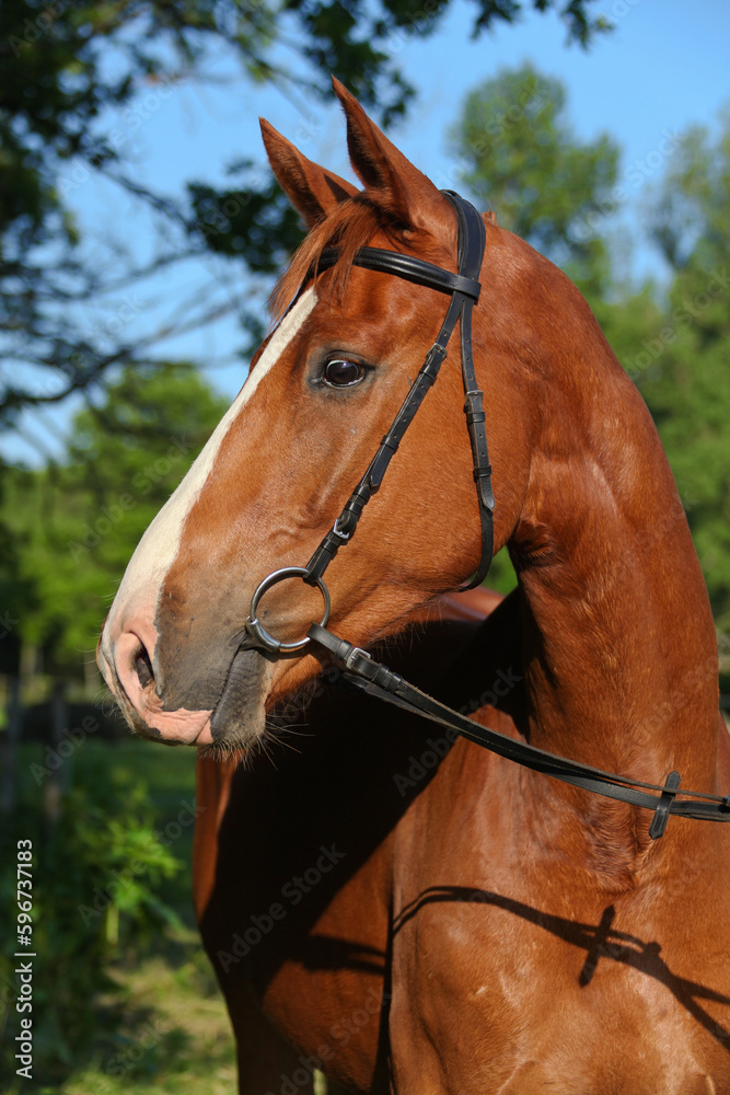 Obraz premium Portrait Pferd