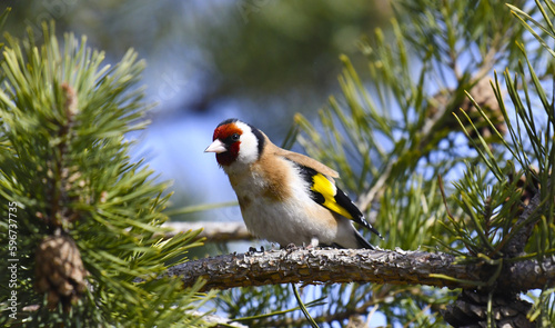 Goldfinch (lat. Carduelis). A small bright and beautifully singing bird, sits on a branch of European pine.