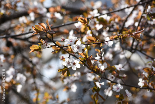 Flowering trees on city streets