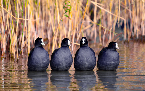 A group of coots in shallow water. The birds are illuminated by the setting sun, stand in a row.