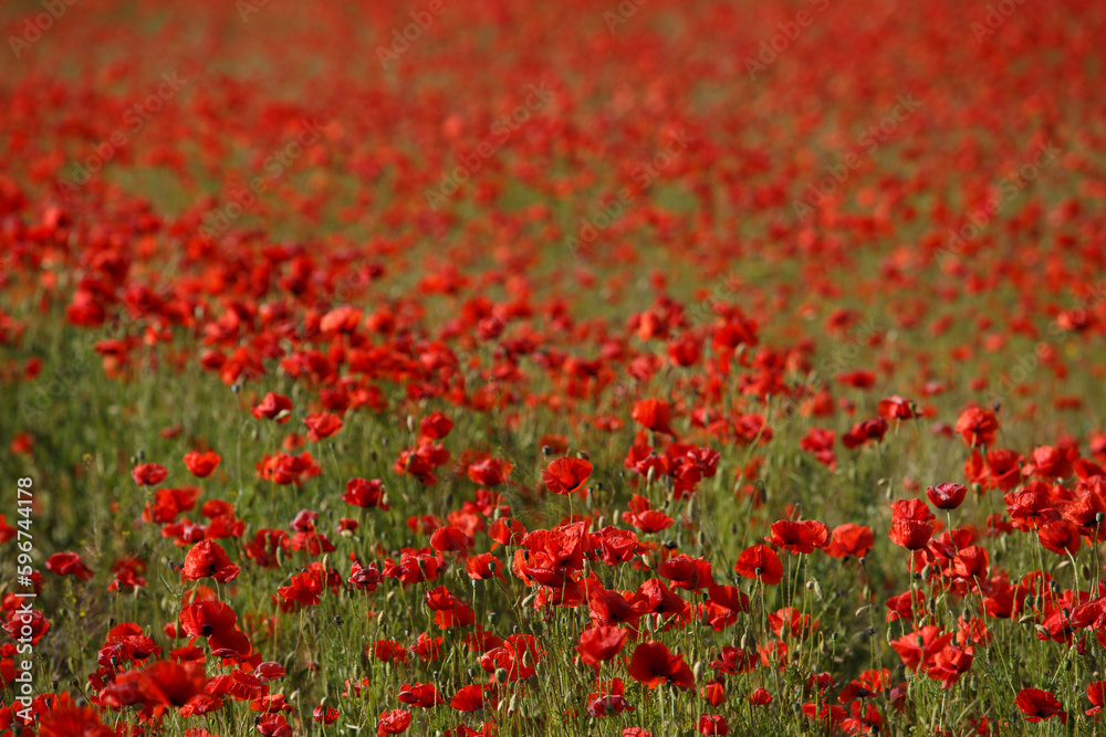 field of red poppies