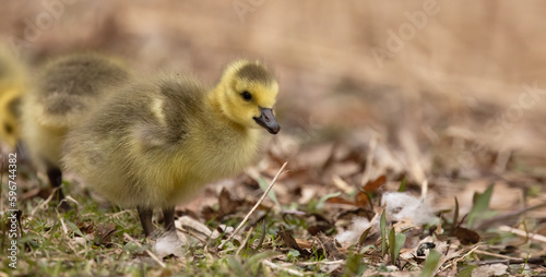 Capturing the Adorable Canada Goose, Branta Canadensis Gosling in Its Natural Habitat: A Wildlife Photography Experience.  Wildlife Photography.  © touchedbylight