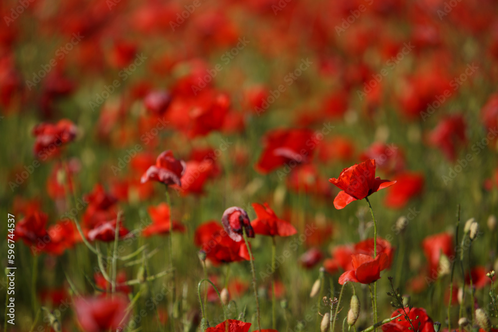 field of red poppies field of red poppies