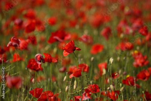 field of red poppies © Jan