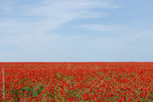 field of red poppies