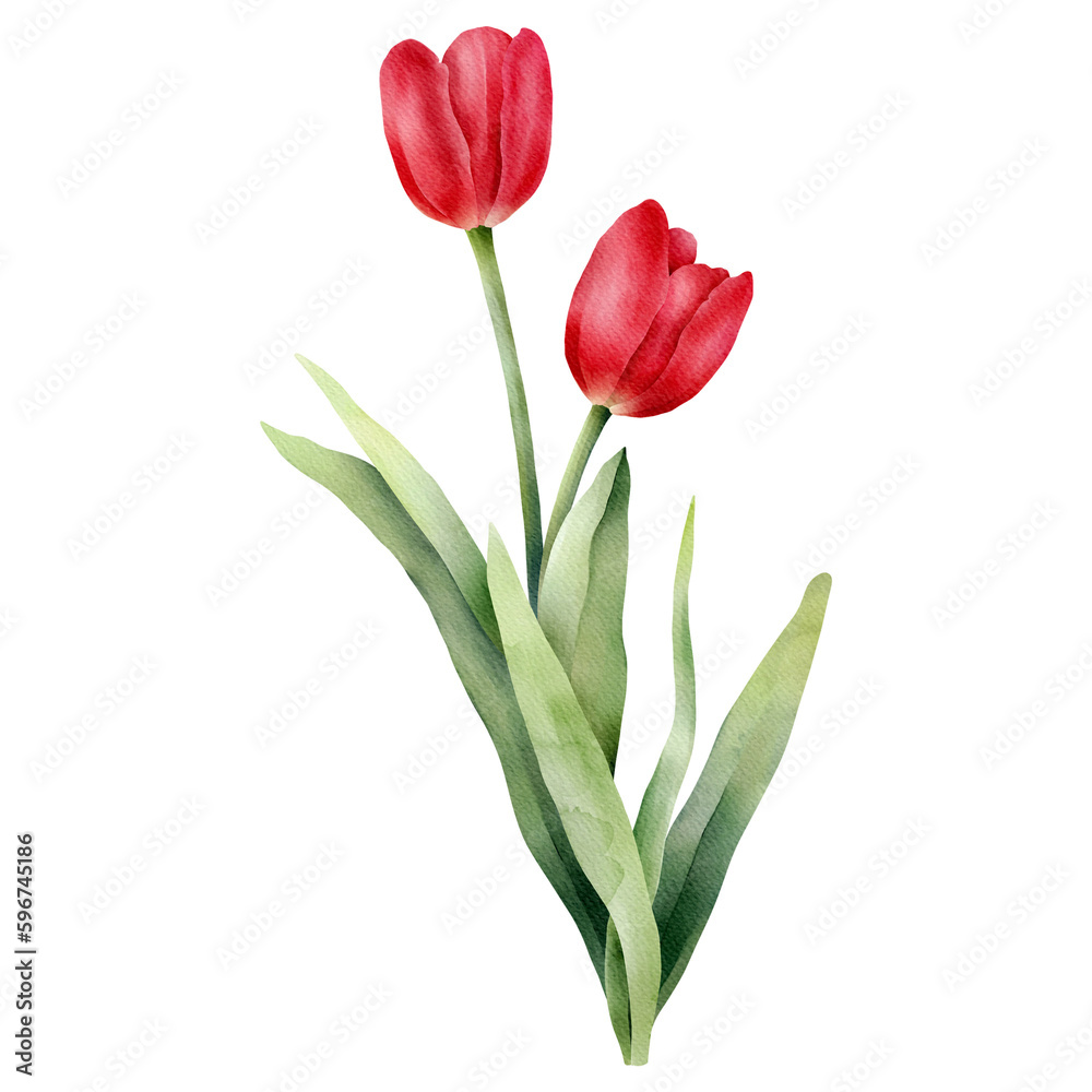 Red watercolor tulip with green leaf. Hand drawn watercolor illustration Red watercolor tulip with green leaf. Hand drawn watercolor illustration
