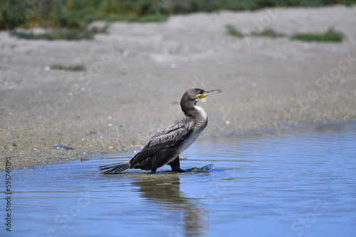 Young bird, Great cormorant (lat. Phalacrocorax carbo). A fast and underwater fisherman enters the water after resting on the shore. Fishing again.