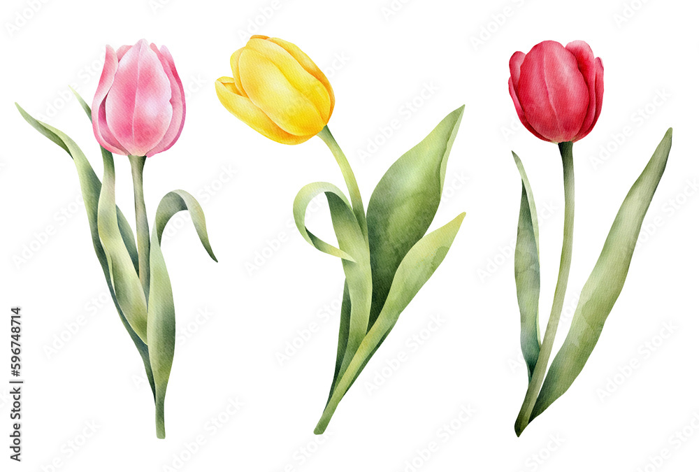 Set of watercolor tulips with green leaf. Hand drawn watercolor illustration Set of watercolor tulips with green leaf. Hand drawn watercolor illustration