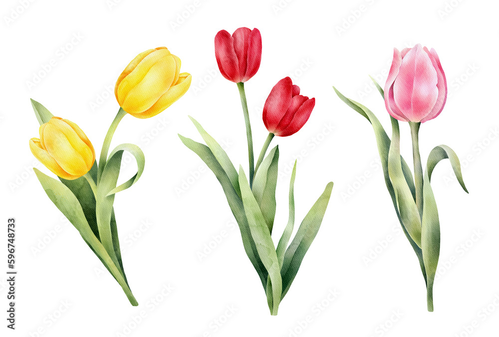 Set of watercolor tulips with green leaf. Hand drawn watercolor illustration Set of watercolor tulips with green leaf. Hand drawn watercolor illustration