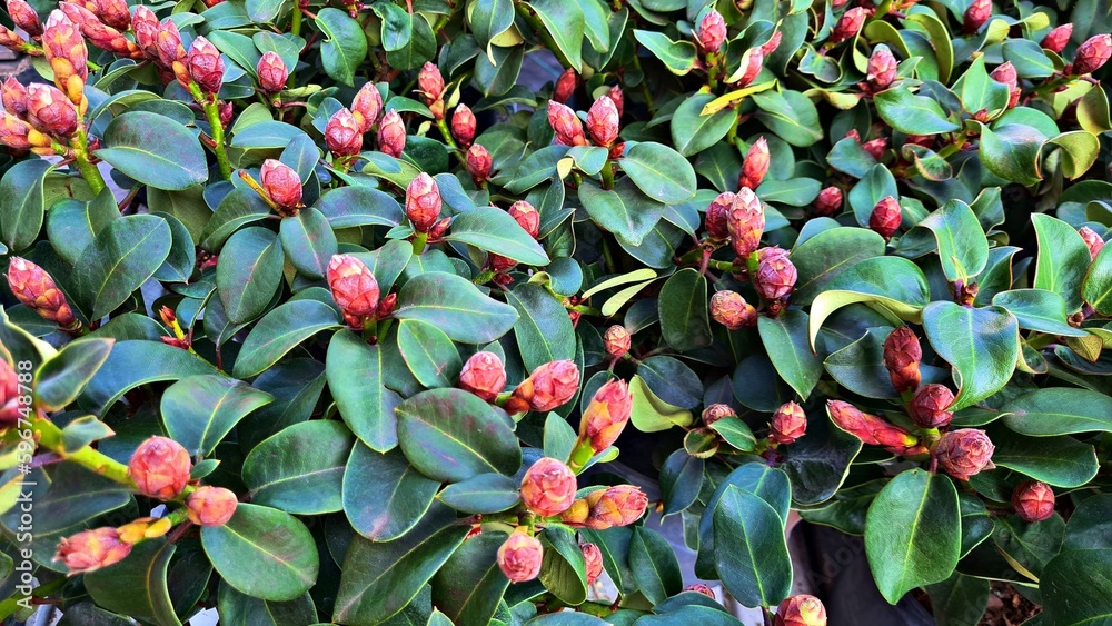 Small buds on Rhododendron bushes appear with the onset of warm spring days