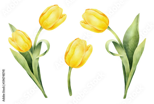 Set of yellow watercolor tulips with green leaf. Hand drawn watercolor illustration © OlyGutArt