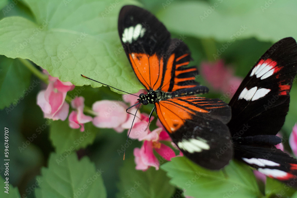 butterfly on flower