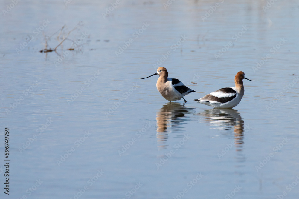 great crested grebe great crested grebe