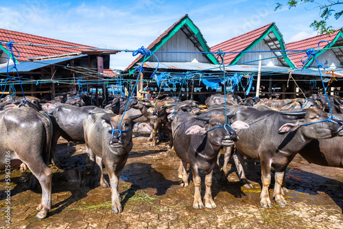 buffalos are exposed to sell in the market of rantepao photo