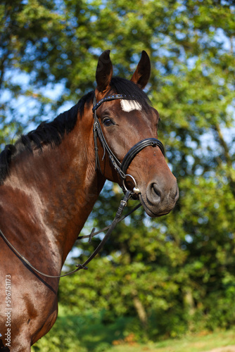Hannoveraner, Pferd © AZ Woodring