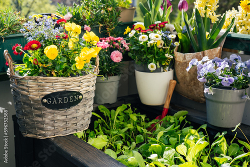 Flowers and plants on balcony close up