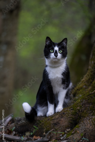 A black and white cat sits on a root tree in the park