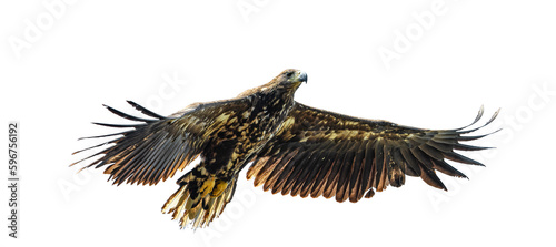 Young White-tailed eagle in flight isolated