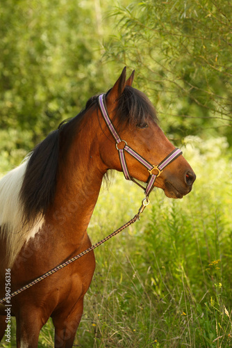 Schecke, Pferd © AZ Woodring