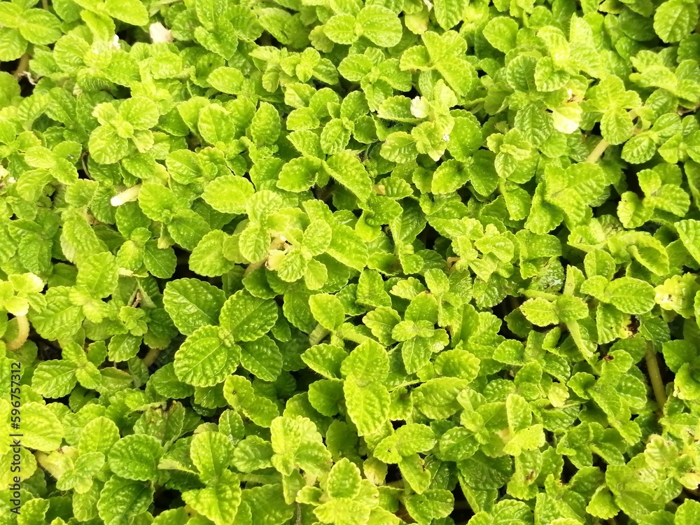 Photograph of plants surrounded with green leaves in the garden. Photograph of plants surrounded with green leaves in the garden.