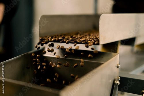 Coffee beans are pushed onto the conveyor of an industrial shaker Brown beans fall for packing Coffee industry