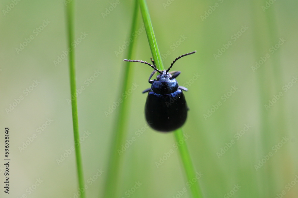 Chrysolina varians (Johanniskraut-Blattkäfer) on a branch Chrysolina varians (Johanniskraut-Blattkäfer) on a branch
