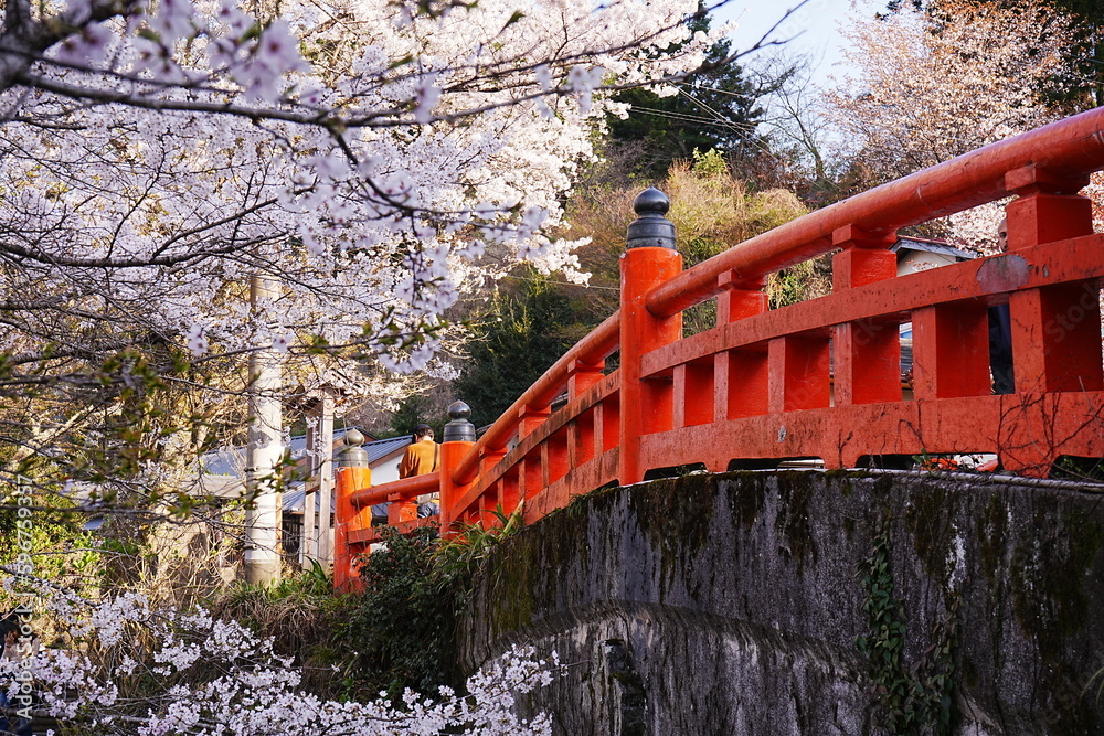 Yoshino-yama or Mount Yoshino in Nara, Japan. Pink Sakura or Cherry Blossoms Flower with Traditional Red Bridge, Image of Japanese Spring Season - 日本 奈良 吉野山 桜 赤い橋 Yoshino-yama or Mount Yoshino in Nara, Japan. Pink Sakura or Cherry Blossoms Flower with Traditional Red Bridge, Image of Japanese Spring Season - 日本 奈良 吉野山 桜 赤い橋