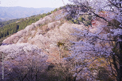 Wallpaper Mural Yoshino-yama or Mount Yoshino in Nara, Japan. Pink Sakura or Cherry Blossoms Flower blooming in Spring Season. Japan's most Famous Viewing Spot - 日本 奈良 吉野山 桜 Torontodigital.ca