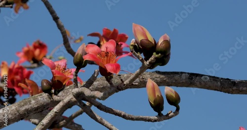 Taiwan, spring, kapok season, blooming, kapok