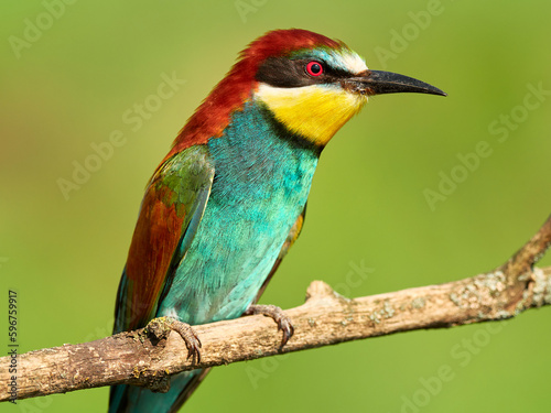 Portrait of motley European bee-eater on a green natural blurred background