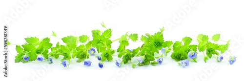 Veronica filiformis isolated on white background. It is known by common names, including slender speedwell, creeping speedwell, threadstalk speedwell and Whetzel weed. Flower garland. photo