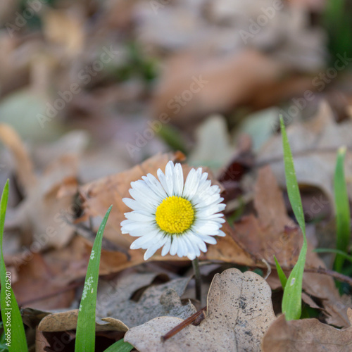 daisy in the grass