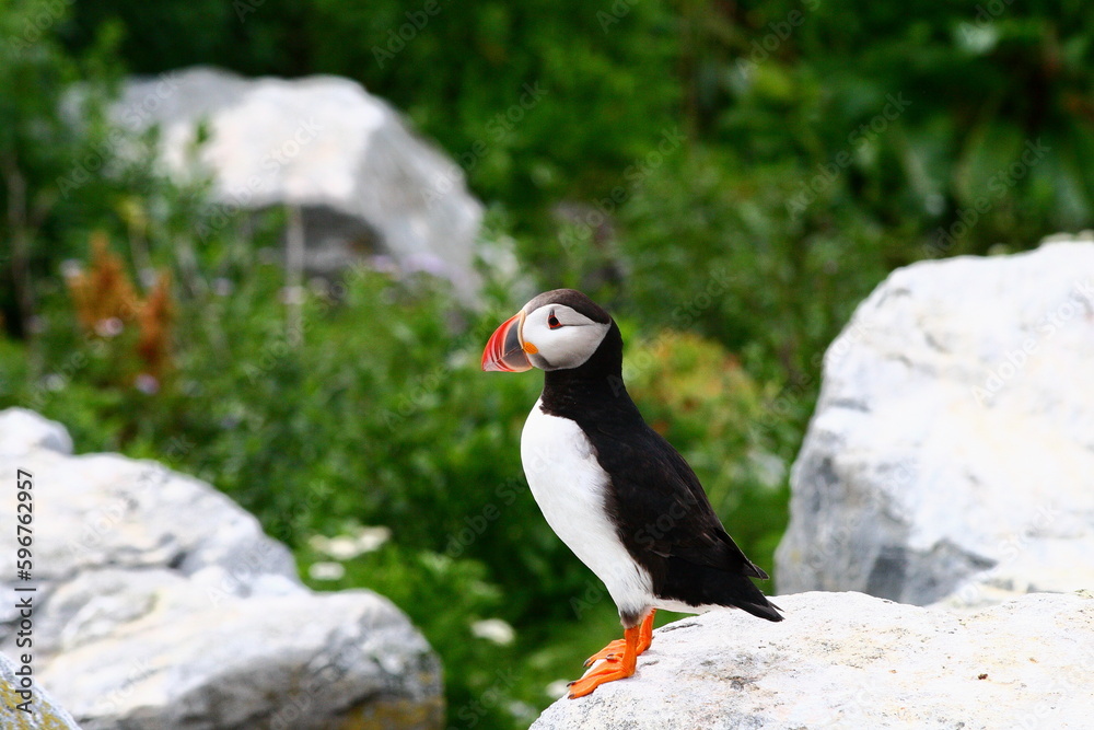 Naklejka premium Puffin
