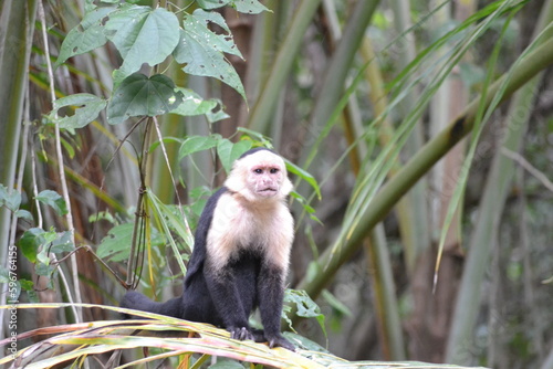 singe