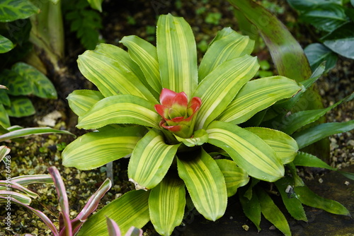 Guzmania lingulata or scarlet star is a species of flowering plant in the bromeliad family Bromeliaceae, subfamily Tillandsioideae. photo