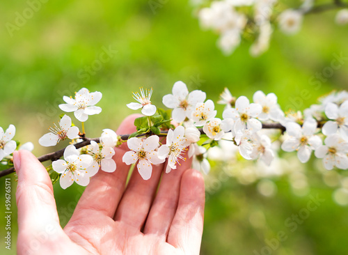 A woman's hand touching blossoming tree branch. Spring background. Banner. Selective focus.